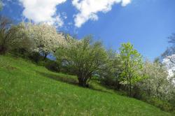 Cavalese