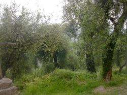 Zeulenroda