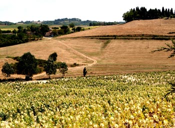 Volterra